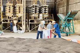 Xuất khẩu nông sản Gia Lai kỳ vọng tăng trưởng mạnh