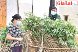 Mang Yang: Sức sống mới trên làng tái định cư