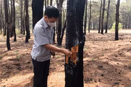 Rừng thông tại Đak Đoa tiếp tục bị xâm hại ai chịu trách nhiệm?