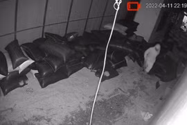 Truy bắt kẻ trộm 770 kg tiêu của dân ở huyện Bảo Lâm