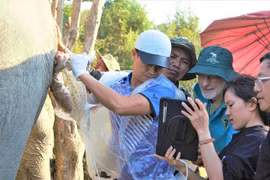 Đời voi, đời người: Gian nan chữa vô sinh