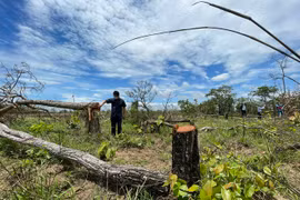Khởi tố vụ án phá rừng lớn nhất ở Đắk Lắk