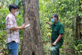 Nguyên chủ tịch xã tình nguyện giữ rừng giáng hương