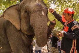 Đời voi, đời người: Dùng dằng chia tay