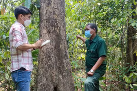Nguyên chủ tịch xã tình nguyện giữ rừng giáng hương