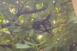 Phát hiện trăn đất quý hiếm bò vào sân bay Đà Nẵng