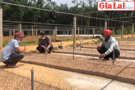 Thu tiền tỷ từ nuôi cấy mô cây lâm nghiệp