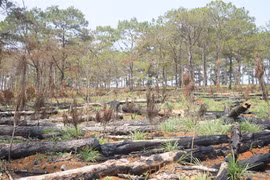 Đắk Nông: Hơn 850 cây thông non bị chết cháy do liên quan Hạt Kiểm lâm đốt thực bì