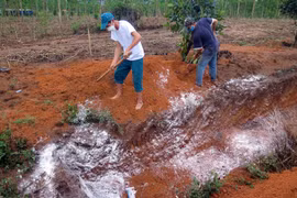 Kon Tum phát hiện ổ dịch cúm A/H5N1, 1.700 con gà vịt bị tiêu hủy