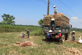 Trung Quốc tăng tốc thu gom 95,6% một loại nông sản của Việt Nam để làm gì?