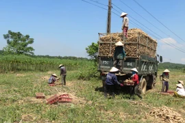 Trung Quốc tăng tốc thu gom 95,6% một loại nông sản của Việt Nam để làm gì?