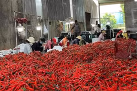 Giá ớt tăng gấp 2 - 3 lần
