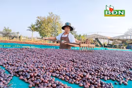 Đây là cách trồng cà phê "tưởng lười mà hóa siêng" ở Đắk Nông, hạt cà phê dân ở đây bán giá 65.000 đồng/kg