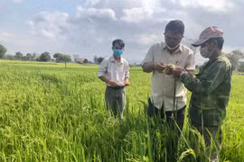 Krông Pa: Triển vọng từ giống lúa mới