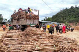 Hỗ trợ 15.000 bó hom giống mì kháng bệnh khảm lá cho nông dân Kbang