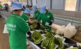 HAGL muốn huy động 1.200 tỷ trồng chuối, nuôi heo, thêm chuyên gia nông nghiệp vào HĐQT