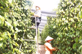 Giá hồ tiêu Tây Nguyên giảm nhẹ so với các vùng trồng trong nước