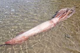 Mực vua dài 3m dạt vào bờ, chuyên gia Nhật lo ngại sóng thần