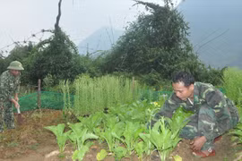 Tháng Tư, dọc dài biên giới…