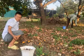 Nhìn vườn điều buồn thảm, nông dân Tây Nguyên nhặt nhạnh bán cho hay thế thôi chứ lời lãi gì đâu