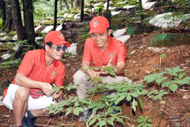 Phát triển du lịch từ cây "quốc bảo"