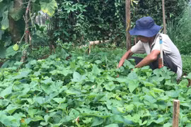 Nghĩa tình xóm rau