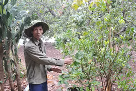 Cựu chiến binh gương mẫu làm kinh tế giỏi