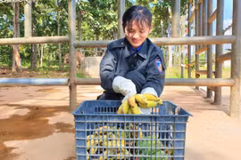 Ðời voi, đời người: Trông người, để ngẫm