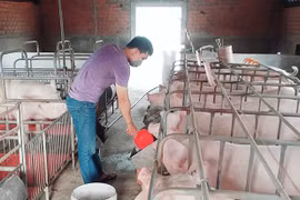 Phú Thiện khôi phục đàn heo sau dịch