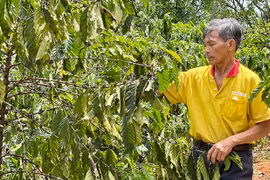 Nông hội trồng cà phê bền vững 4C thị trấn Ia Kha phát huy hiệu quả, gắn kết nông dân
