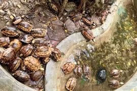 Rùa trả về rừng, đừng để ra chợ!