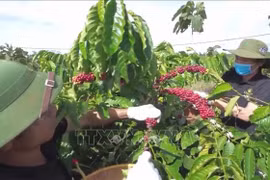 Gia Lai tích cực liên kết sản xuất để nâng tầm giá trị cà phê