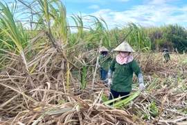 Hbông vươn mình từ gian khó