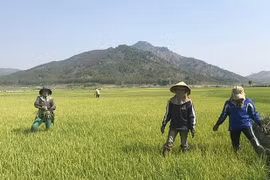 Chư Păh: Hơn 3,3 tỷ đồng xây dựng cánh đồng một giống và duy tu hạ tầng nông nghiệp