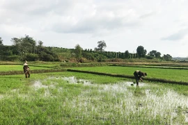 Gia Lai: Năng suất cây trồng Đông Xuân đạt cao