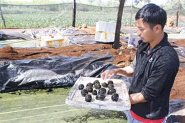 Khởi nghiệp với mô hình nuôi ốc nhồi trên đất cạn