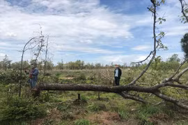 Đắk Lắk phát hiện vụ phá rừng hơn 100ha ở huyện vùng biên