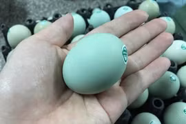 Loại trứng gà được ví như "nhân sâm" có gì đặc biệt mà giá cao hơn hẳn trứng gà thường?