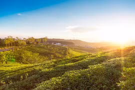 Khám phá những đồi chè đẹp như tranh khắp 3 miền