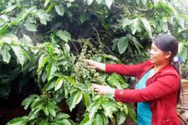 Những phụ nữ Bahnar ở Đak Đoa thoát nghèo nhờ vượt khó