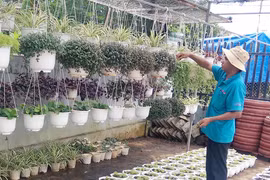 Thời tiết bất lợi: Nhà vườn lo lắng hoa Tết