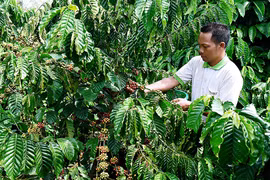 Nông dân Pleiku thi đua làm giàu
