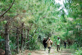 Nan giải kinh phí khôi phục rừng