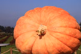 Choáng ngợp bí ngô đắt nhất thế giới 44 triệu đồng/hạt