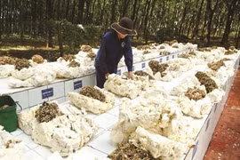 Ngành cao su gặp "khủng hoảng trắng"