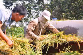 Làng Sơr đón mùa vàng