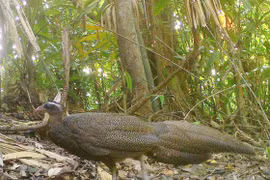 Muôn loài trở lại rừng xanh