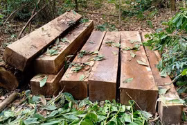 Quảng Nam: Bị lực lượng chức năng truy đuổi, bỏ lại gỗ lậu tháo chạy lên rừng