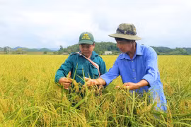 Về Đạ Tẻh ngắm mùa vàng nếp quýt của bà con Tày, Nùng