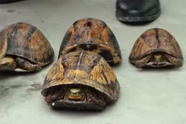 Hà Nội: Phát hiện khoảng 100 cá thể rùa quý hiếm giấu trong cốp ôtô